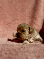LEAF - Korean Maltipoo boy, a male Maltipoo and Poodle - Toy  for sale in Greensboro, NC – Photo 4 of 9