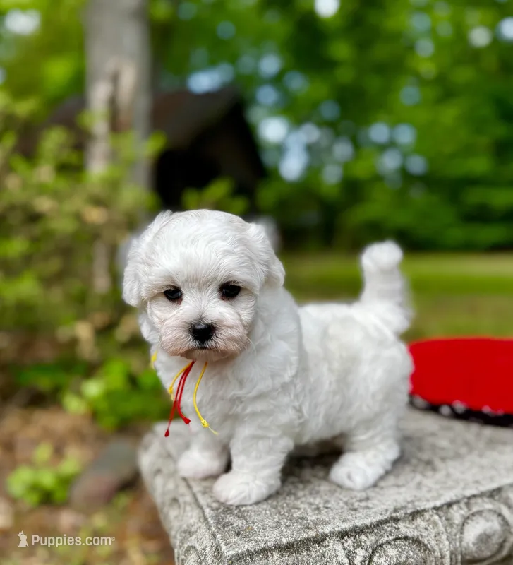 LEAF - Korean Maltipoo boy – Maltipoo, Poodle - Toy  puppy for sale in Greensboro, NC