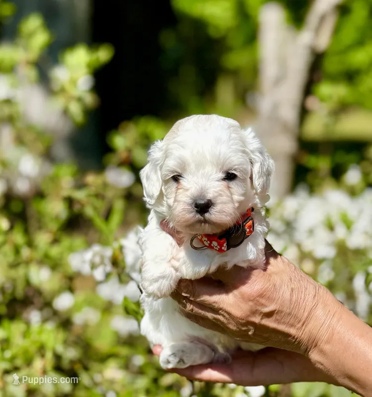 LEAF - Korean Maltipoo boy – Maltipoo, Poodle - Toy  puppy for sale in Greensboro, NC