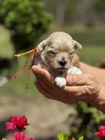 LEAF, a male Maltipoo and Poodle - Toy  for sale in Greensboro, NC – Photo 3 of 7