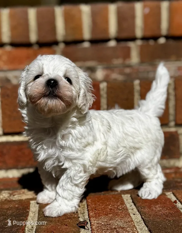 LEAF - Korean Maltipoo boy – Maltipoo, Poodle - Toy  puppy for sale in Greensboro, NC