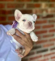 Crystal, a female French Bulldog for sale in Greensboro, NC – 4 of 8