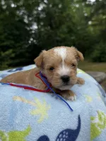 AKC Yorkie--Handy, a male Yorkshire Terrier for sale in Greensboro, NC – 5 of 8