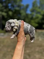 Molly, a female French Bulldog for sale in Greensboro, NC – 4 of 7