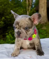 Mochi, a female French Bulldog for sale in Greensboro, NC – 1 of 10