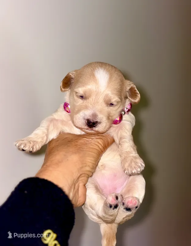 Korean Red toy Maltipoo-Apple – Maltipoo, Poodle - Toy  puppy for sale in Greensboro, NC