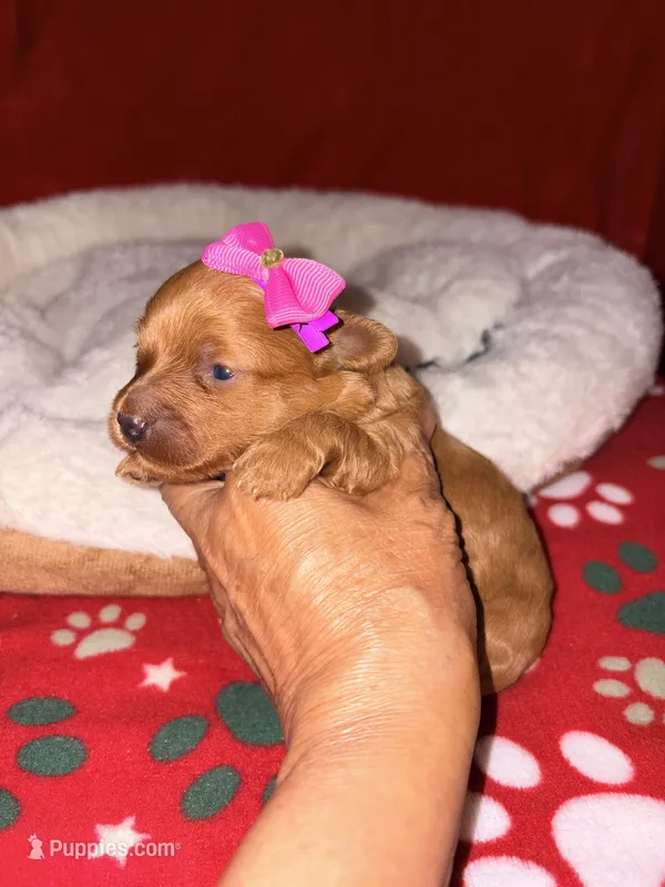 Korean toy Maltipoo - Autumn – Maltipoo, Poodle - Toy  puppy for sale in Greensboro, NC