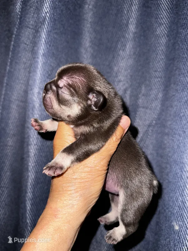 Millie – French Bulldog puppy for sale in Greensboro, NC