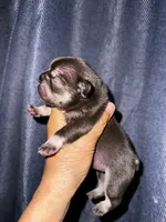 Millie, a female French Bulldog for sale in Greensboro, NC – 1 of 8