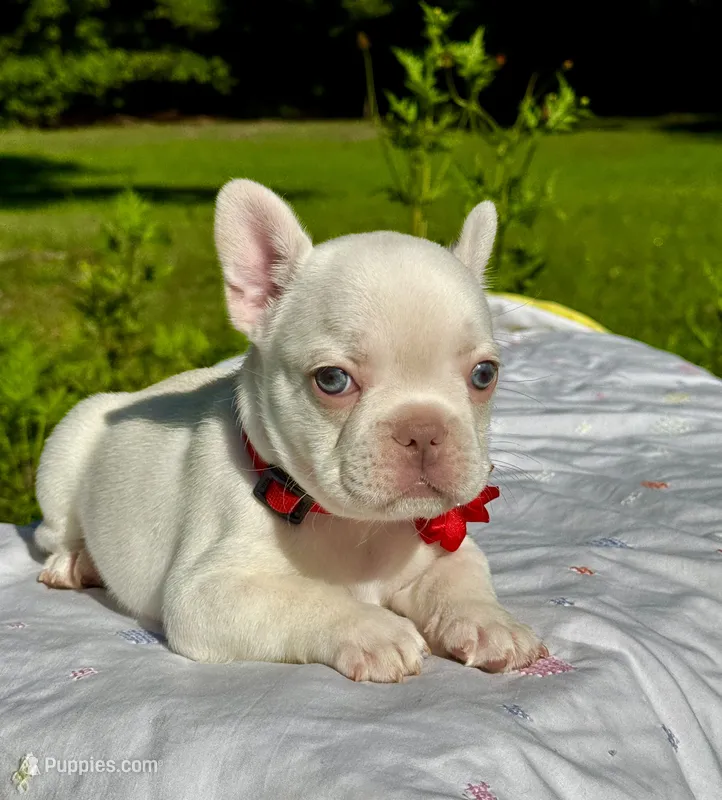 Cherry – French Bulldog puppy for sale in Greensboro, NC