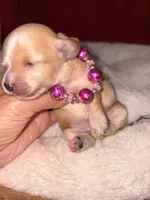 Korean Red toy Maltipoo-Apple, a female Maltipoo and Poodle - Toy  for sale in Greensboro, NC – 2 of 10