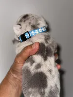 GOLF, a male French Bulldog for sale in Greensboro, NC – 6 of 7