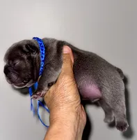 COBY, a male French Bulldog for sale in Greensboro, NC – 3 of 7