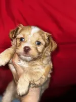 processed/e2226fea-284e-4cd2-965f-261834b3c2e8/listing/90361917-7569-4643-af48-088ee2665dcd/60b42ae2-1dd8-4b03-8389-45f41358b058