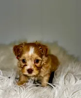 processed/e2226fea-284e-4cd2-965f-261834b3c2e8/listing/90361917-7569-4643-af48-088ee2665dcd/b0e0141d-8b94-4790-99d9-8ff007fd4b83