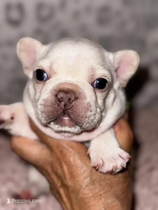 Chilly – French Bulldog puppy for sale in Greensboro, NC