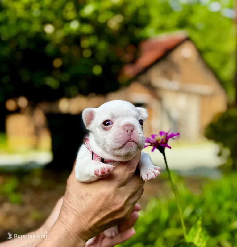 Gail – French Bulldog puppy for sale in Greensboro, NC