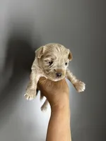 AKC Yorkie---Hankie, a male Yorkshire Terrier for sale in Greensboro, NC – 4 of 7