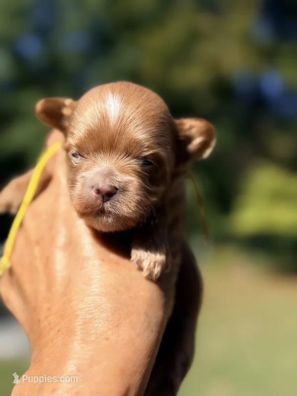 Tea Cup Korean Maltipoo -Pecan  – Maltipoo, Poodle - Toy  puppy for sale in Greensboro, NC