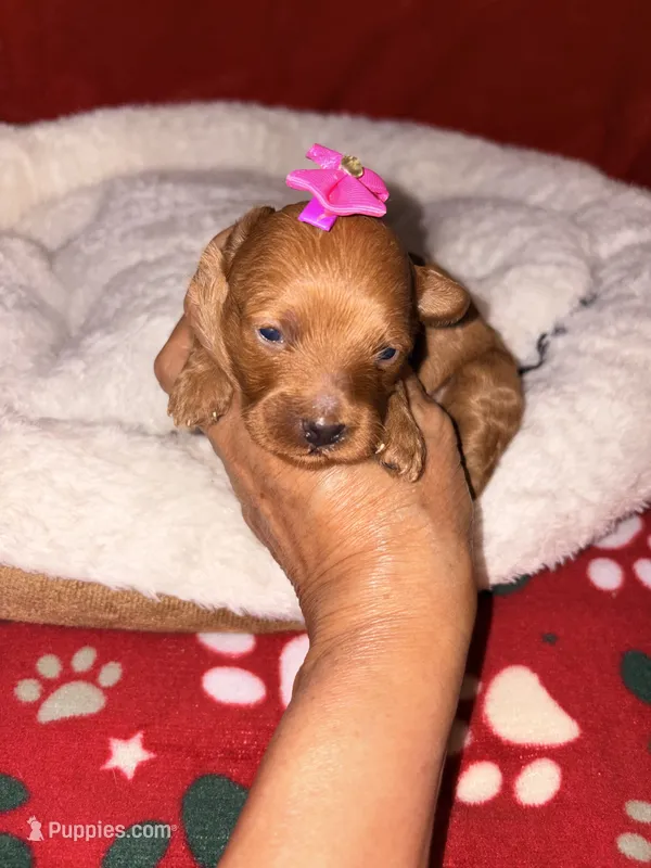 Korean toy Maltipoo - Autumn – Maltipoo, Poodle - Toy  puppy for sale in Greensboro, NC