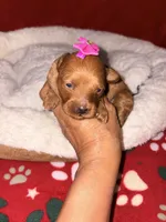 Korean toy Maltipoo - Autumn, a female Maltipoo and Poodle - Toy  for sale in Greensboro, NC – 2 of 8