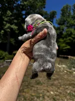 Mochi, a female French Bulldog for sale in Greensboro, NC – 4 of 5