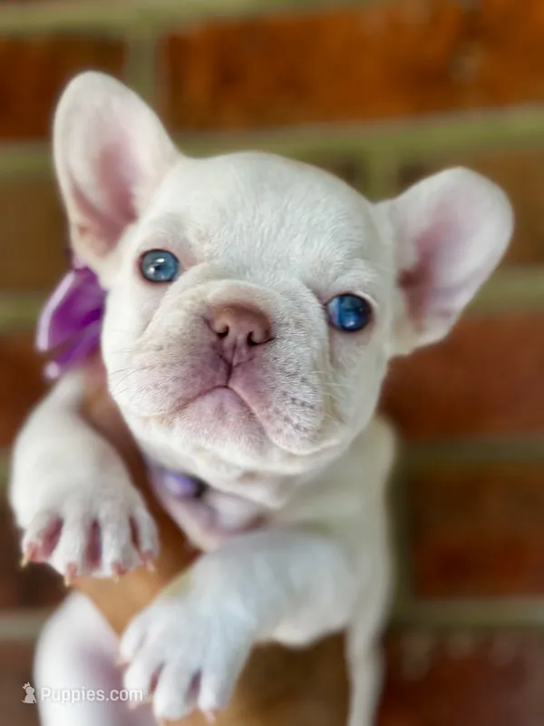 Crystal – French Bulldog puppy for sale in Greensboro, NC