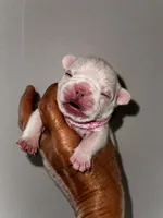 Gail, a female French Bulldog for sale in Greensboro, NC – 2 of 9