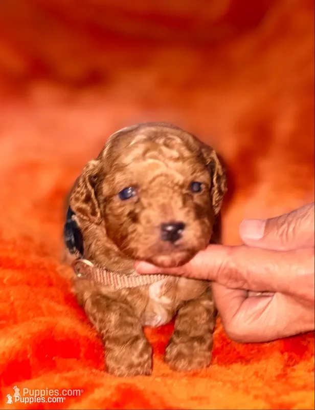 Archie-Korean toy  Maltipoo – Maltipoo, Poodle - Toy  puppy for sale in Greensboro, NC