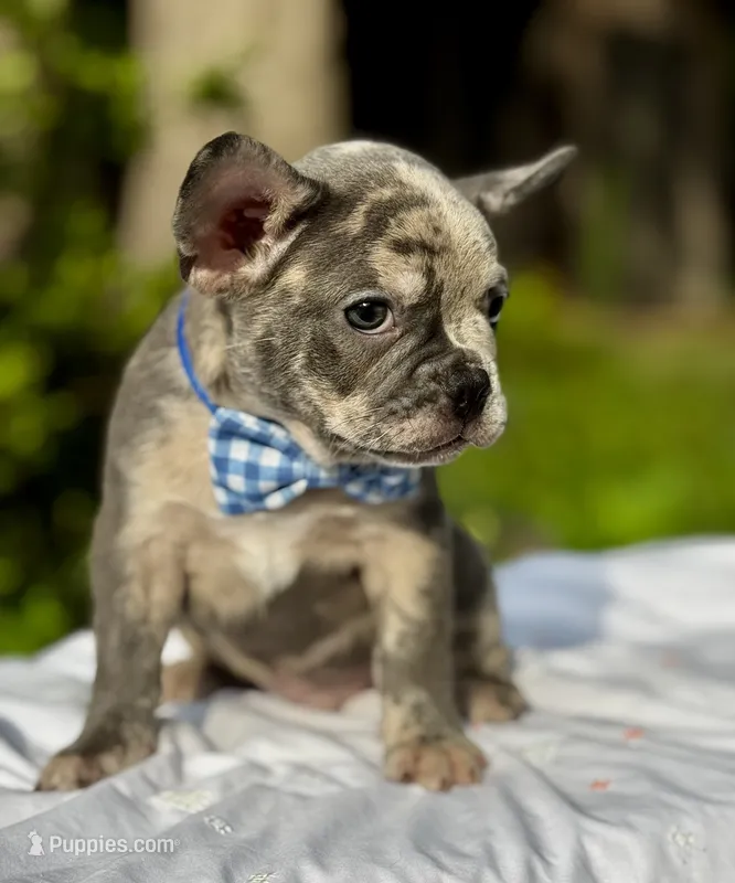 Moe – French Bulldog puppy for sale in Greensboro, NC