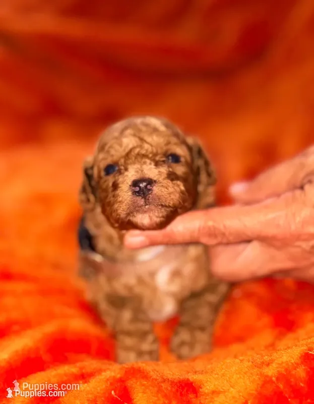 Archie-Korean toy  Maltipoo – Maltipoo, Poodle - Toy  puppy for sale in Greensboro, NC