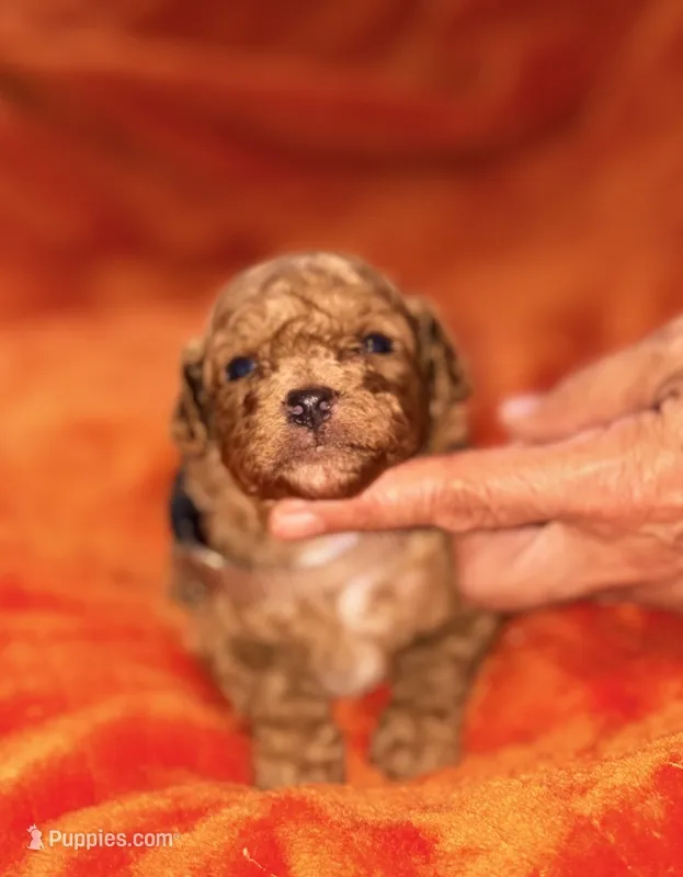 Archie-Korean toy  Maltipoo – Maltipoo, Poodle - Toy  puppy for sale in Greensboro, NC