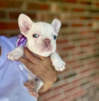 Crystal, a female French Bulldog for sale in Greensboro, NC – 6 of 8