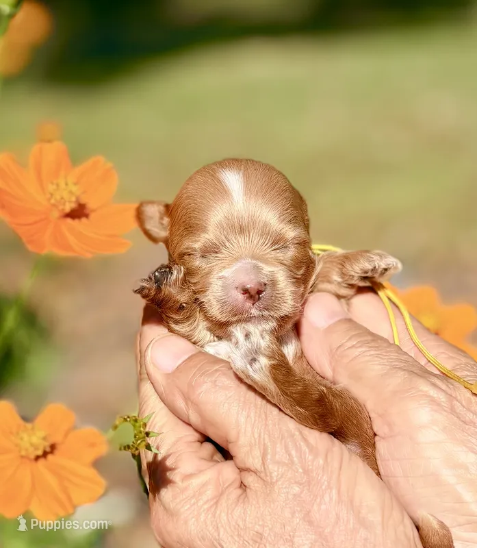 Tea Cup Korean Maltipoo -Pecan  – Maltipoo, Poodle - Toy  puppy for sale in Greensboro, NC