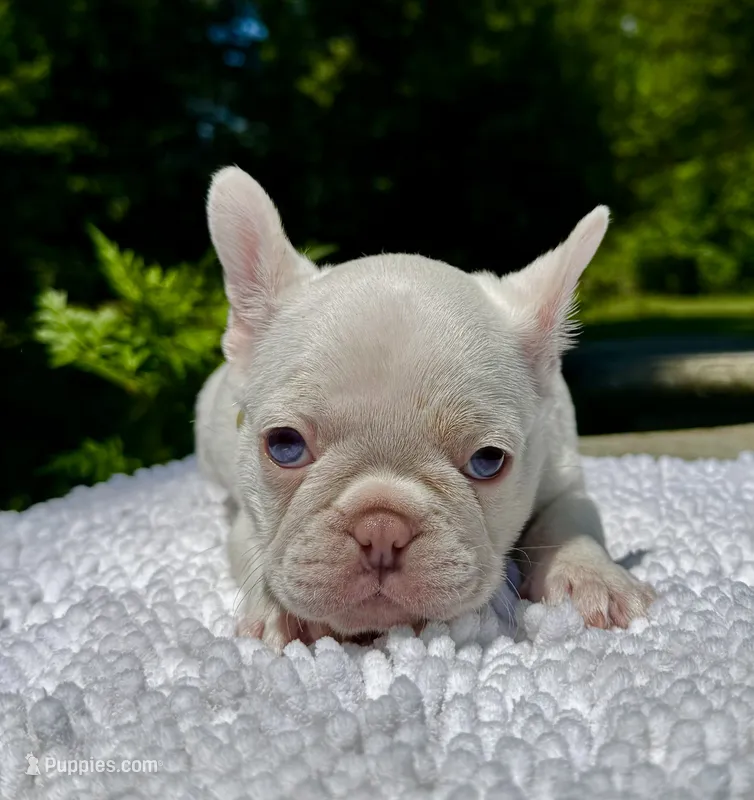 Gail – French Bulldog puppy on hold in Greensboro, NC
