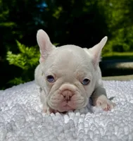 Gail, a female French Bulldog for sale in Greensboro, NC – 2 of 9