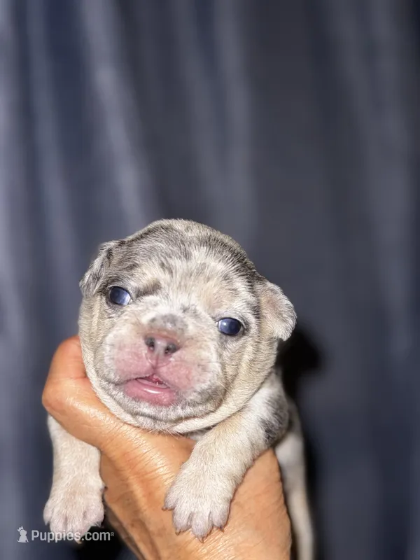 Molly – French Bulldog puppy for sale in Greensboro, NC