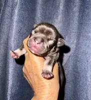 Millie, a female French Bulldog for sale in Greensboro, NC – 2 of 8