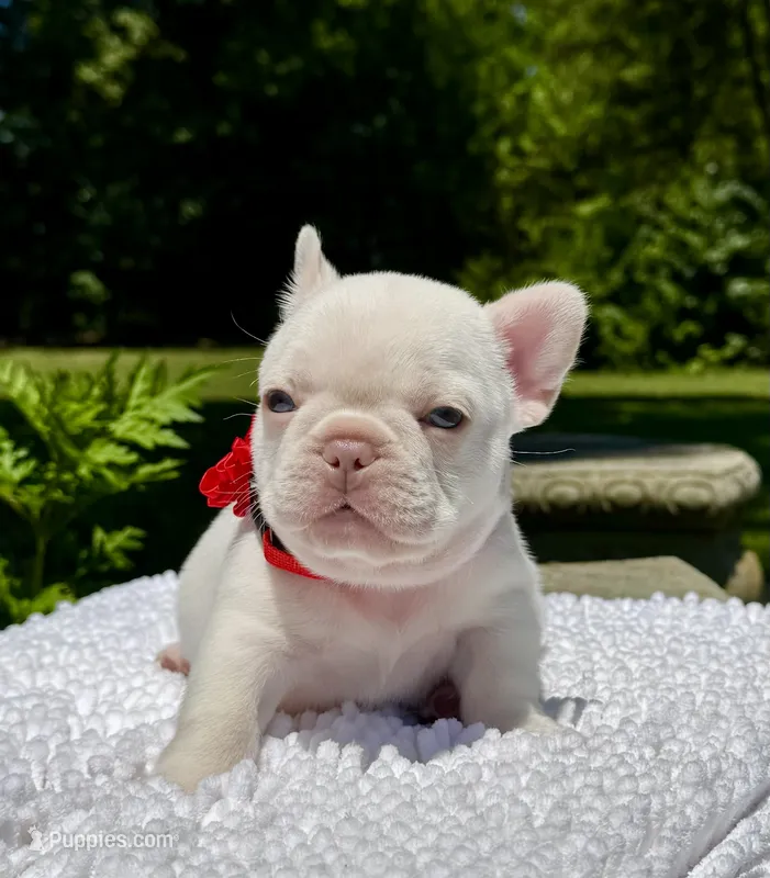 Cherry – French Bulldog puppy for sale in Greensboro, NC