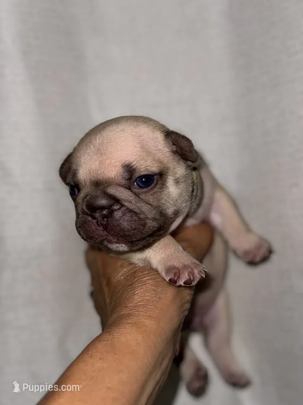 Milky – French Bulldog puppy for sale in Greensboro, NC