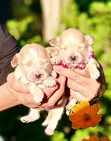 Korean Red toy Maltipoo-Apple, a female Maltipoo and Poodle - Toy  for sale in Greensboro, NC – 7 of 10