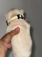GODO, a male French Bulldog for sale in Greensboro, NC – 6 of 8