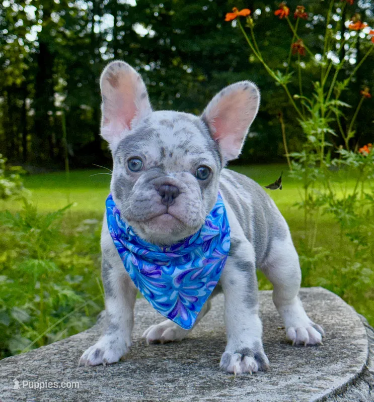 Golf – French Bulldog puppy for sale in Greensboro, NC