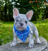 Golf, a male French Bulldog for sale in Greensboro, NC – 5 of 8