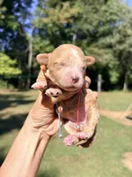 Pumpkin , a female Maltipoo and Poodle - Toy  for sale in Greensboro, NC – 7 of 10