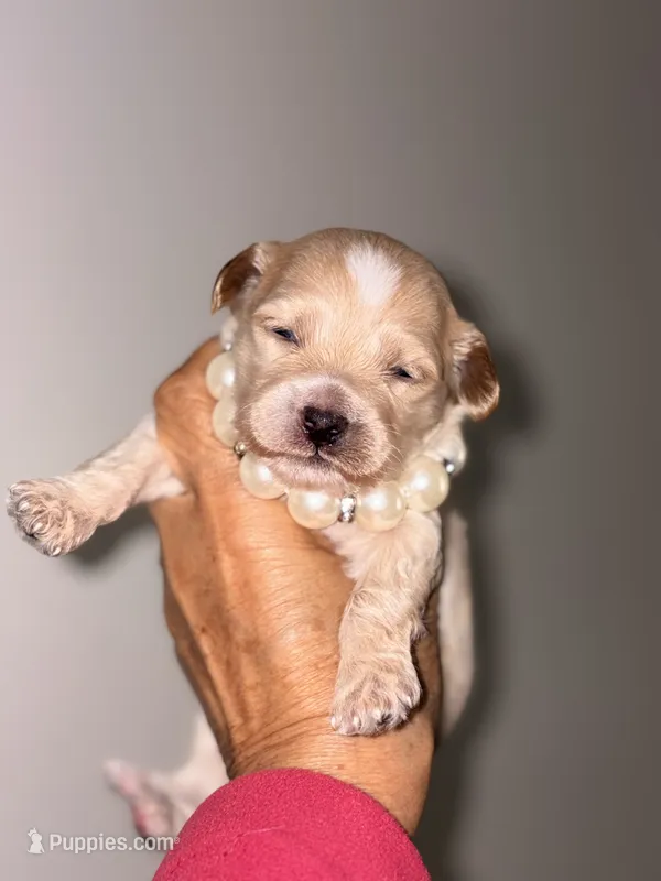 KOREAN TOY Maltipoo - Acorn  – Maltipoo, Poodle - Toy  puppy for sale in Greensboro, NC