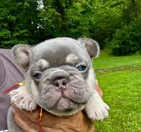 Duke, a male French Bulldog for sale in Greensboro, NC – 2 of 4