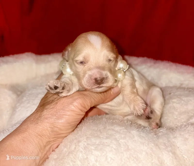 KOREAN TOY Maltipoo - Acorn  – Maltipoo, Poodle - Toy  puppy for sale in Greensboro, NC