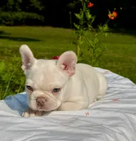 Chilly, a male French Bulldog for sale in Greensboro, NC – 8 of 9