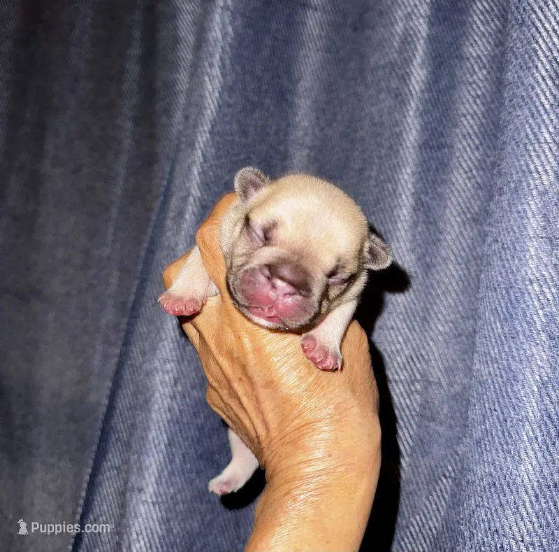 Milky – French Bulldog puppy for sale in Greensboro, NC